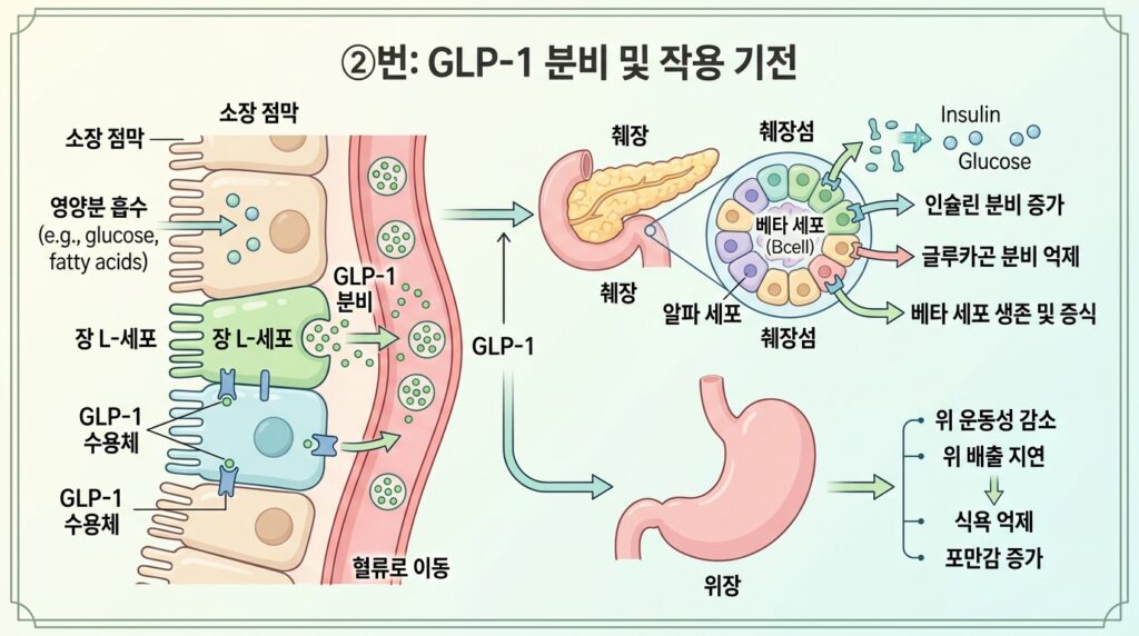소장 L세포에서 GLP-1이 분비되어 췌장 베타세포와 위장에 작용하는 인크레틴 효과 다이어그램